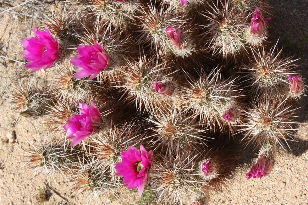 A cactus with pink flowers growing out of it