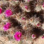 A cactus with pink flowers growing out of it