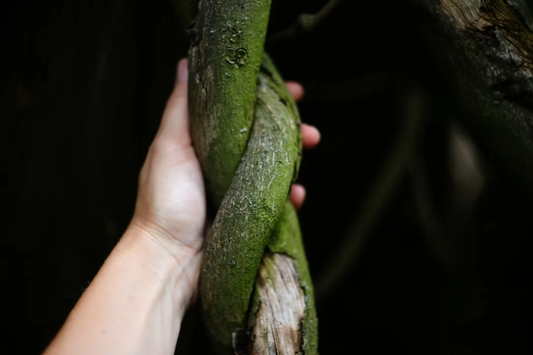 Hand holding a thick, green vine in the forest.
