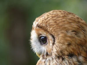 a close up of an owl with a blurry background