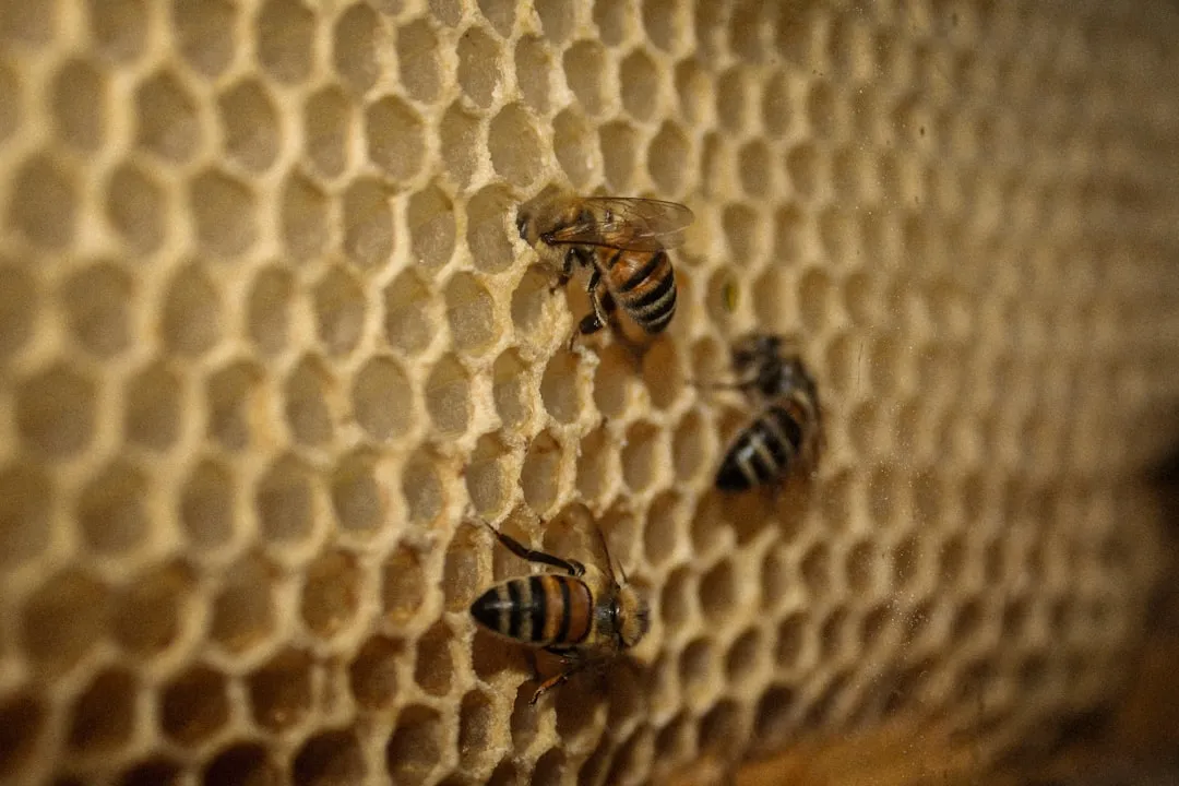 a close up of some bees on a honeycomb