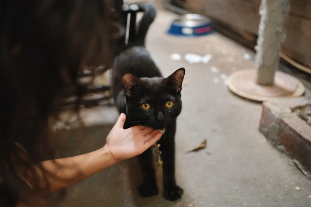 A black cat with yellow eyes being petted