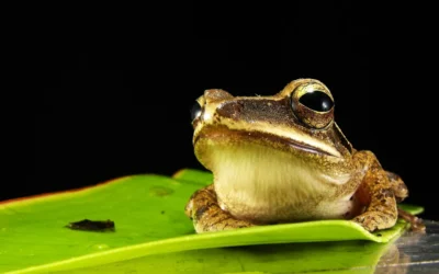 big mouth frog green cartoon - photo par Pixabay