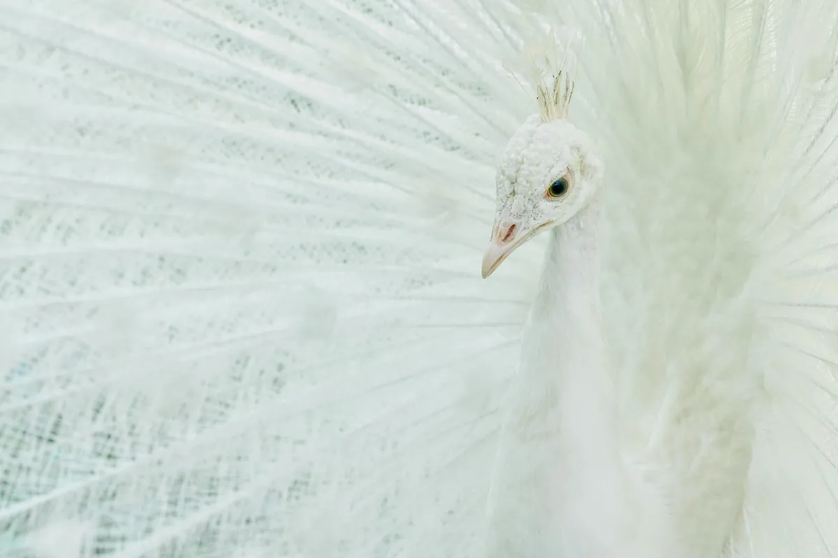 Breton Celtic rare authentic distinctive - photo par Susanne Jutzeler, suju-foto