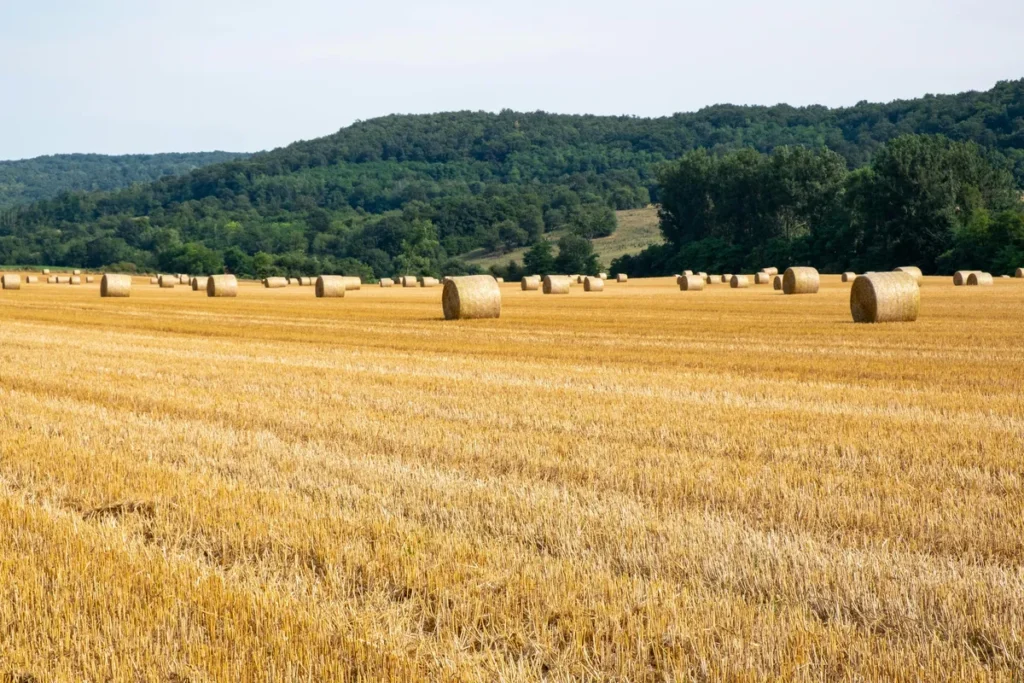 Pithienville countryside harvest gathering - photo par Barnabas Davoti