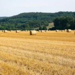 Pithienville countryside harvest gathering - photo par Barnabas Davoti