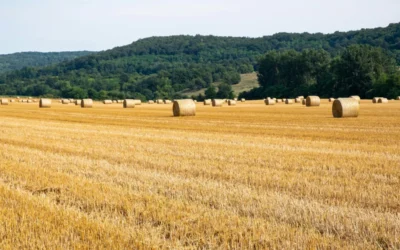 Pithienville countryside harvest gathering - photo par Barnabas Davoti