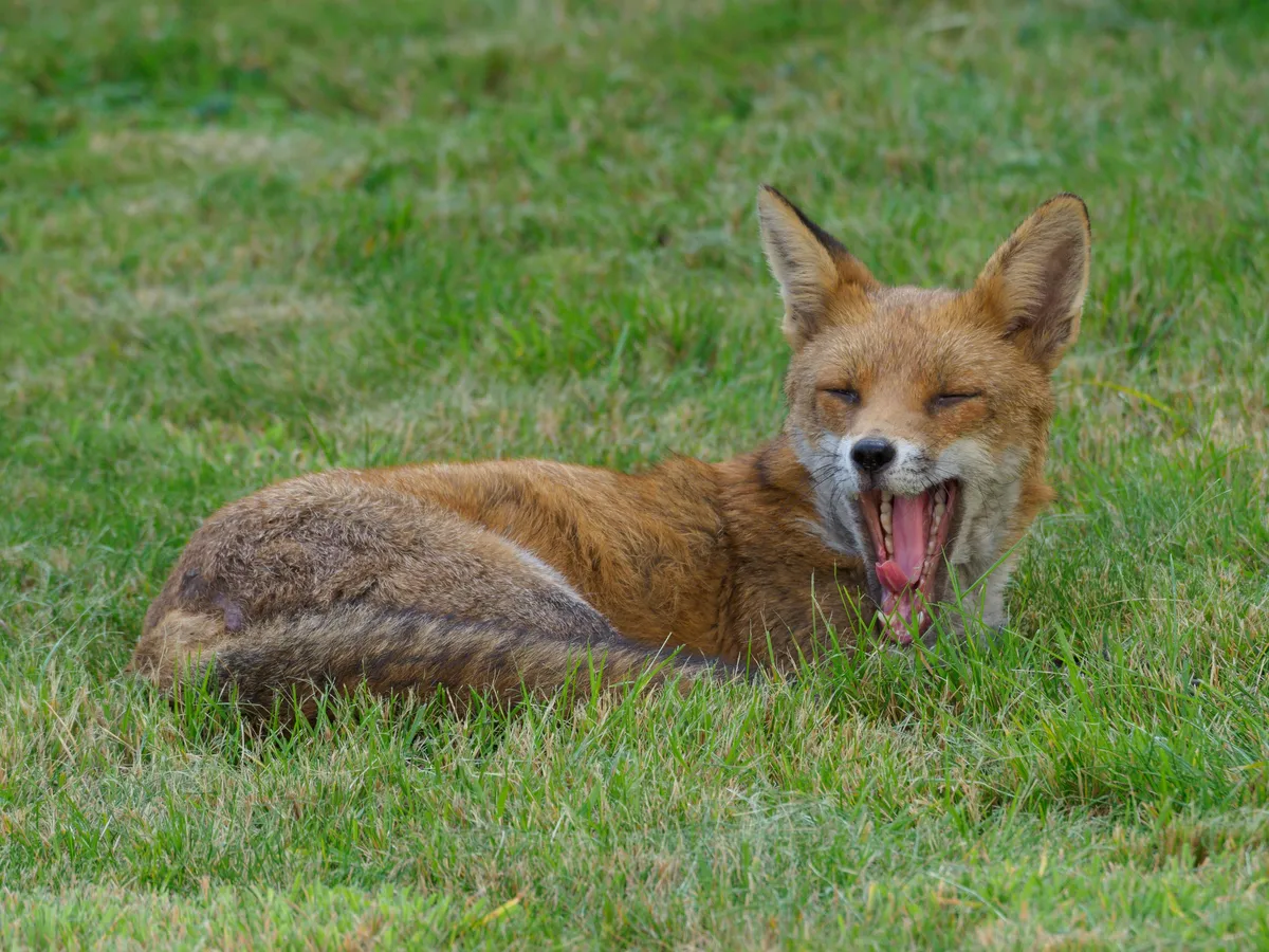 fox scat elongated tapered fur bones - photo par Brett Jordan