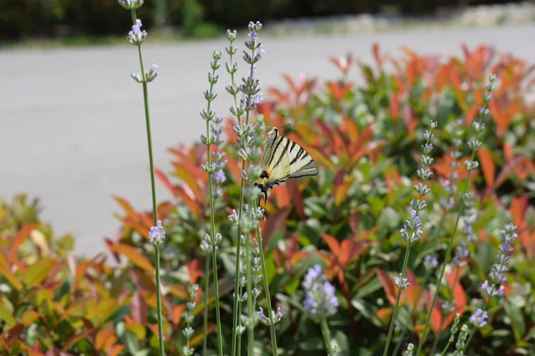 A butterfly sitting on top of a purple flower
