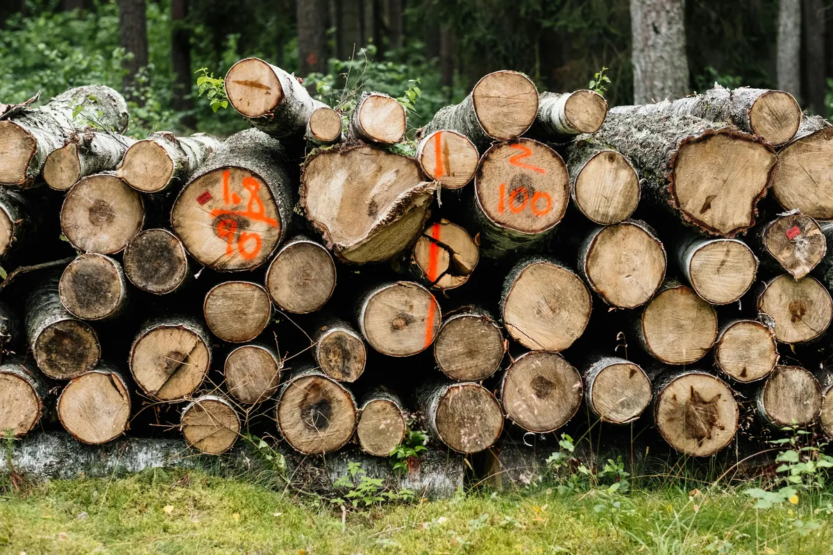 FSC certified wood price range - photo par freestocks.org