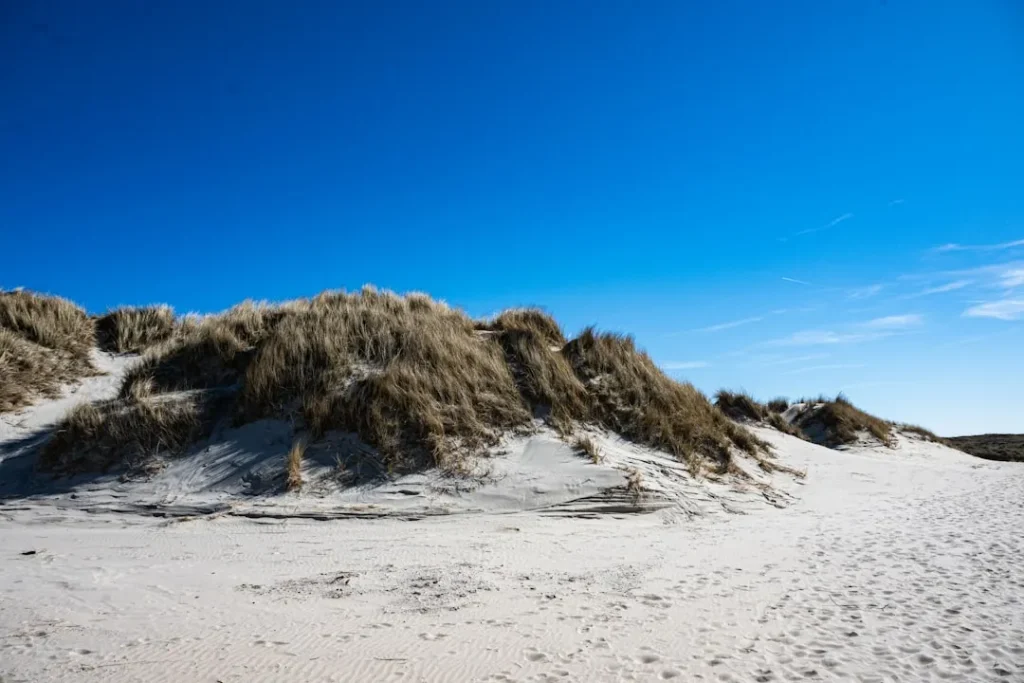 Sandy beach with grassy dunes under a bright blue sky.