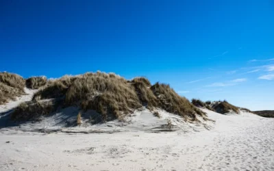 Sandy beach with grassy dunes under a bright blue sky.