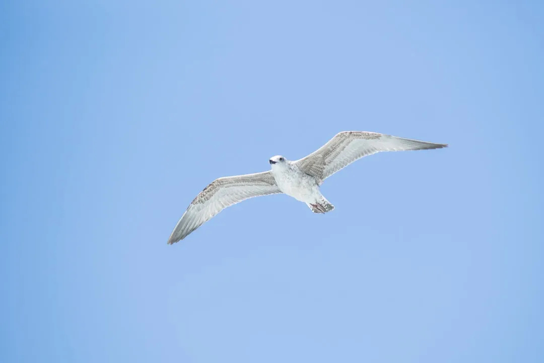 a white bird flying through a blue sky