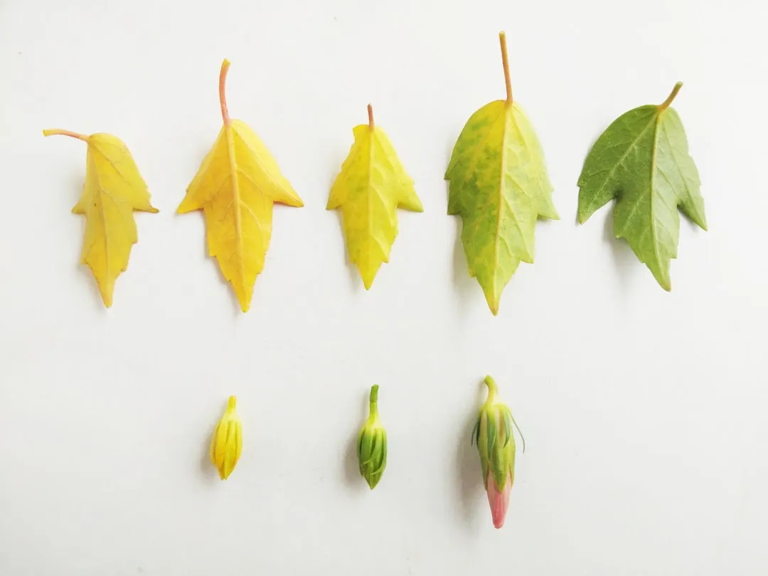 yellow and green leaves on white surface