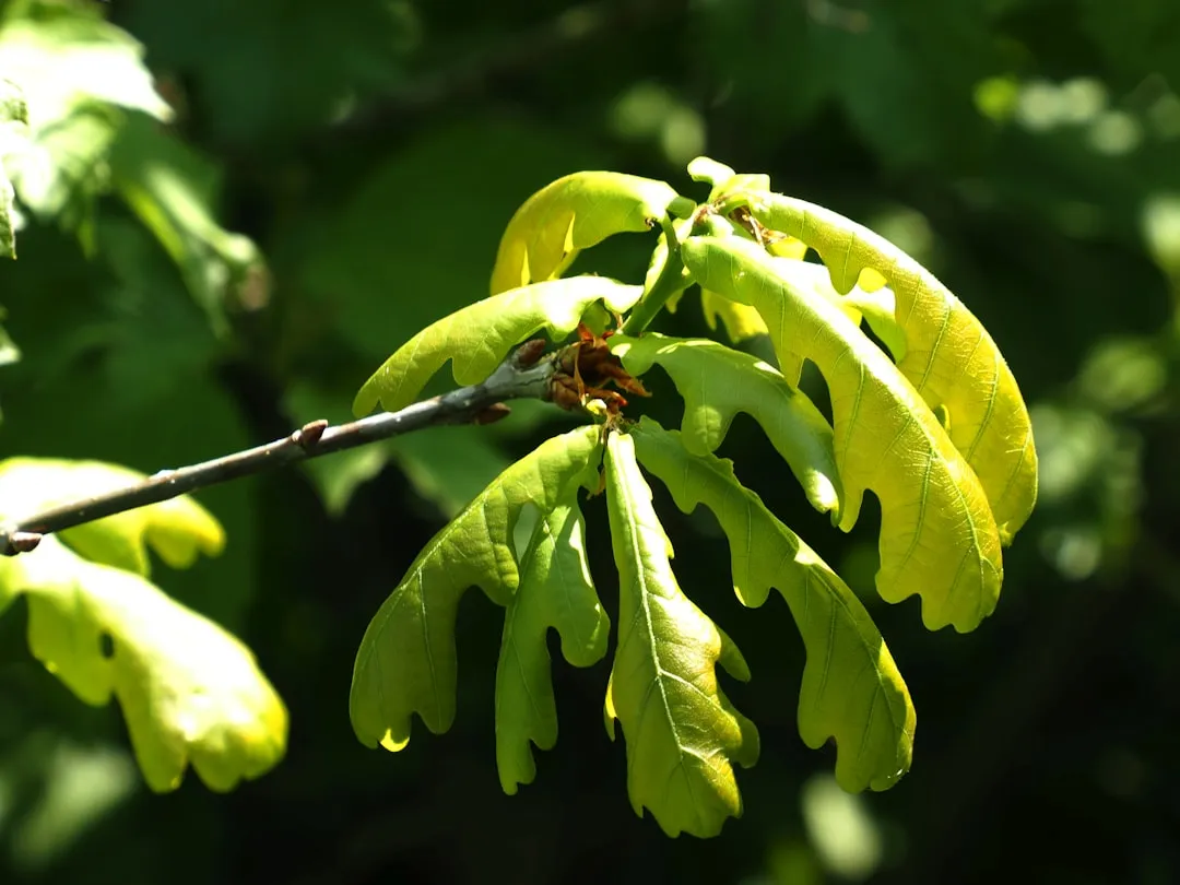 a close up of a tree branch with leaves