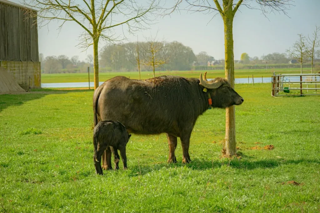 A water buffalo and its calf in a grassy field.