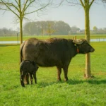 A water buffalo and its calf in a grassy field.