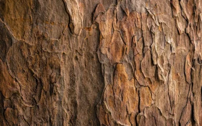 brown tree bark in closeup photography