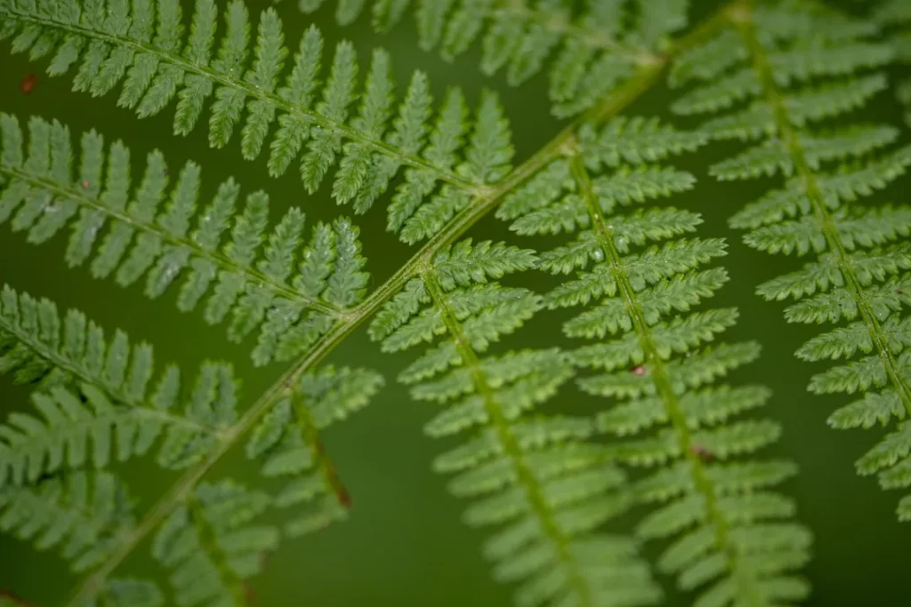 green leaf in macro photography