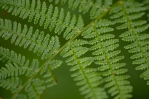 green leaf in macro photography