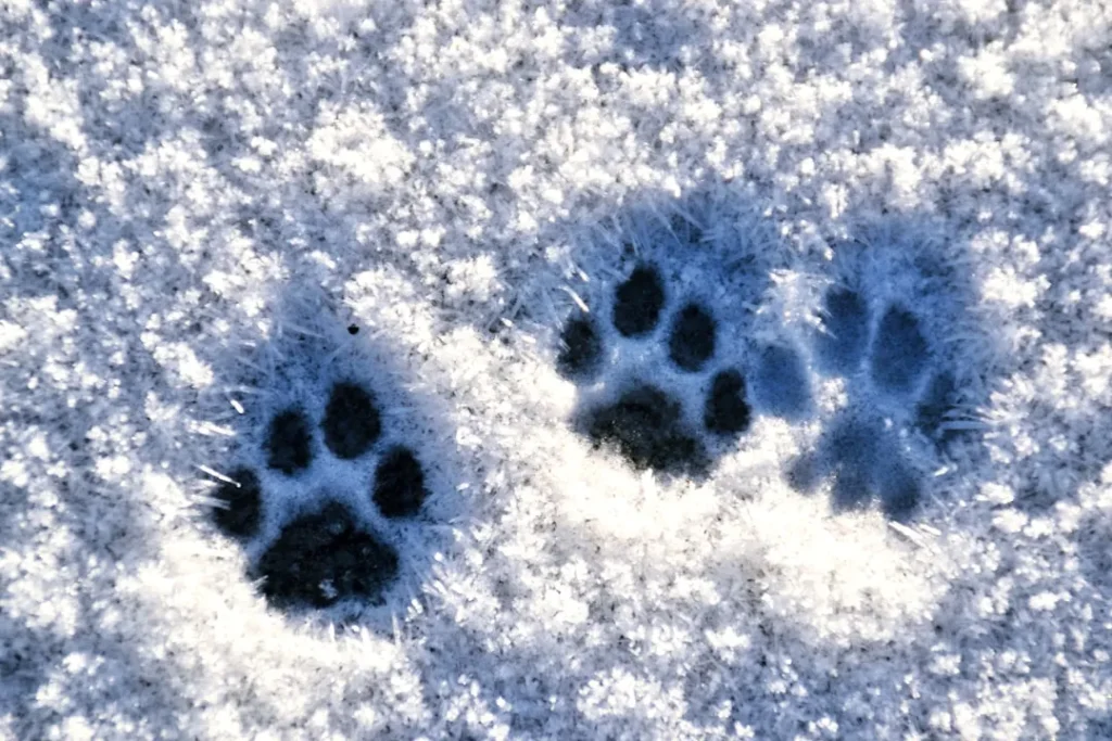 Paw prints in fresh snow with frost